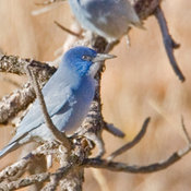 Pinyon Jay